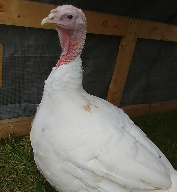 Large White Turkey