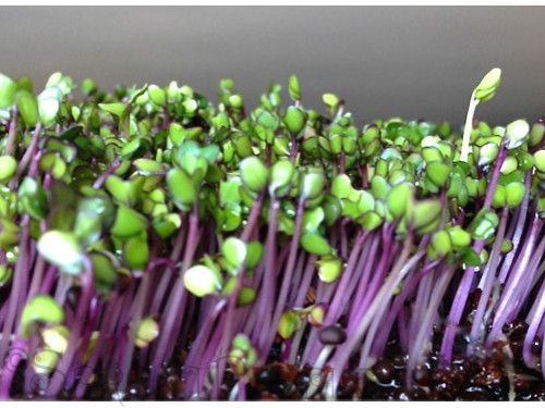 Delicious Microgreens